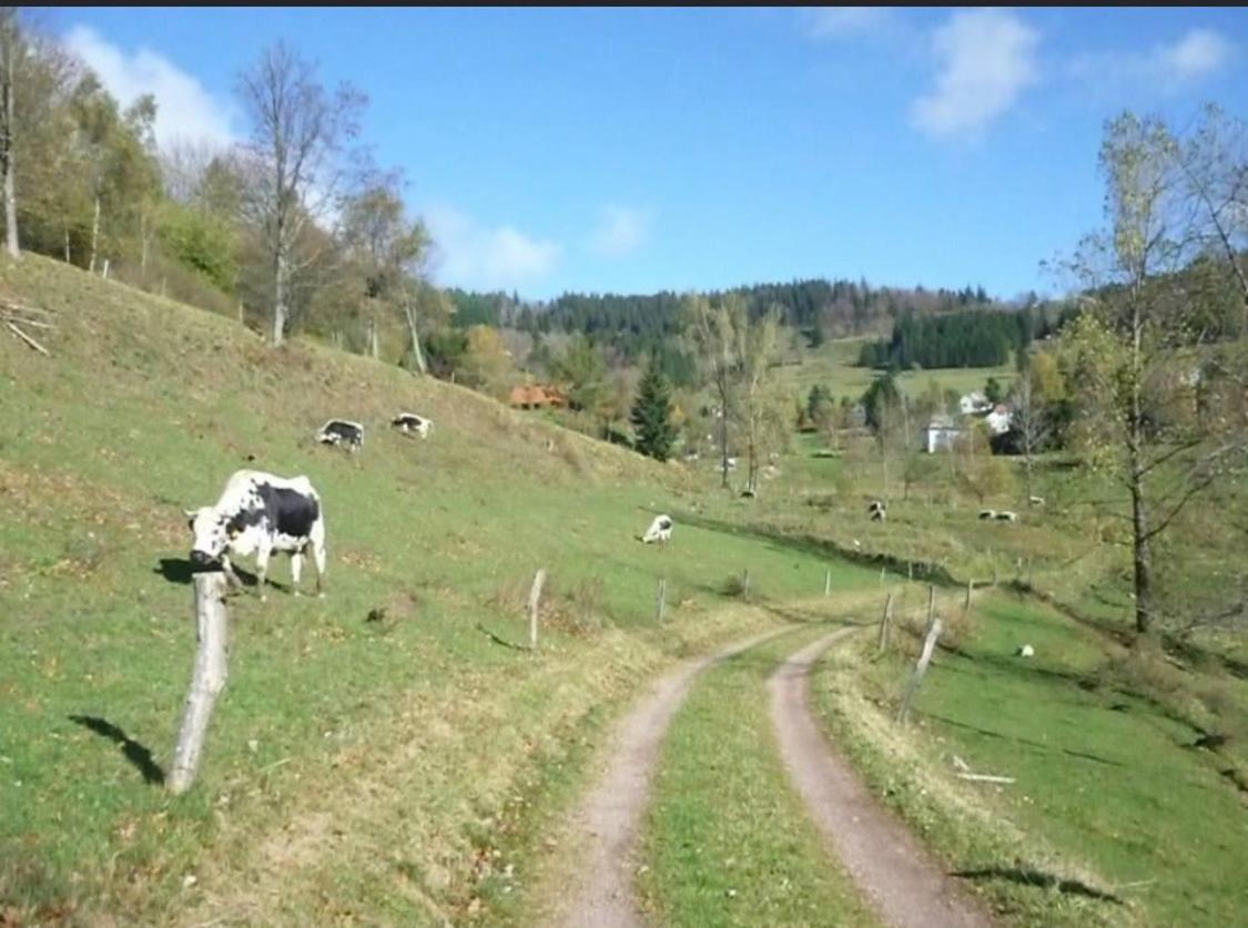 Gite De Montagne Au Pied Du Champ Du Feu Belmont  Eksteriør billede